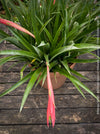 Flowering Billbergia Windii, Hybrid Billbergia Nutans x Billbergia Decora, Bromelia Bilbergia decora, organically grown tropical plants for sale at TOMs FLOWer CLUB.