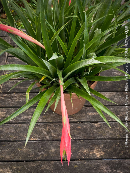 Flowering Billbergia Windii, Hybrid Billbergia Nutans x Billbergia Decora, Bromelia Bilbergia decora, organically grown tropical plants for sale at TOMs FLOWer CLUB.