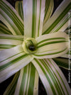 Close-up of a Bromelia Neoregelia Striped Fireball plant with green and white striped leaves; for sale at TOMs FLOWer CLUB.