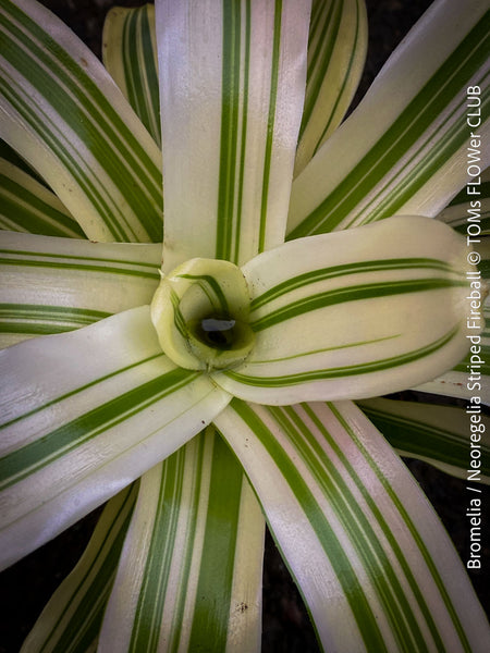 Close-up of a Bromelia Neoregelia Striped Fireball plant with green and white striped leaves; for sale at TOMs FLOWer CLUB.