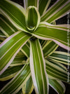 Neoregelia striped fireball bromeliad with green and white striped leaves; for sale at TOMs FLOWer CLUB.