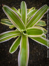Neonille Striped Firelily Bromeliad with green and white striped leaves on a dark background; for sale at TOMs FLOWer CLUB.