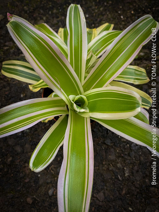 Neonille Striped Firelily Bromeliad with green and white striped leaves on a dark background; for sale at TOMs FLOWer CLUB.