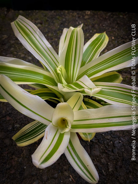 Neoregelia Pauciflora with green leaves, burgundy dotted, terrarium plants for sale at Swiss shop TOMs FLOWer CLUB.
