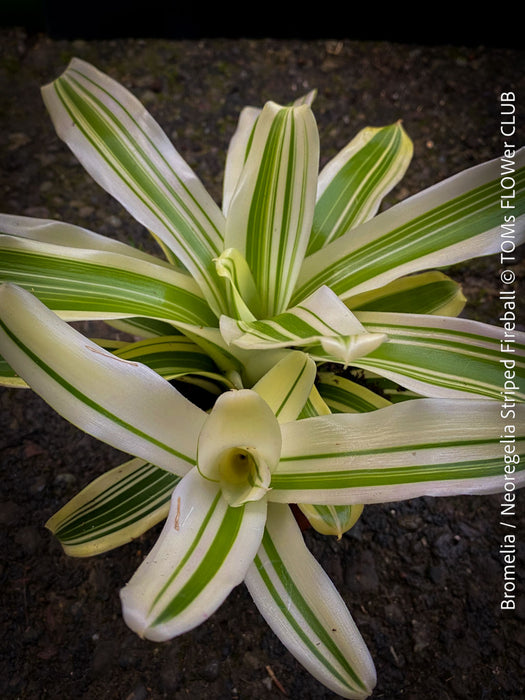 Neoregelia Pauciflora with green leaves, burgundy dotted, terrarium plants for sale at Swiss shop TOMs FLOWer CLUB.
