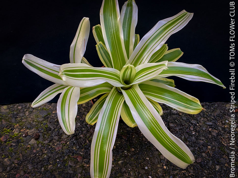 Neoregelia Striped Fireball plant with green and white striped leaves for sale at TOMs FLOWer CLUB.