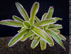 Neoregelia Striped Fireball plant with green and white striped leaves for sale at TOMs FLOWer CLUB.