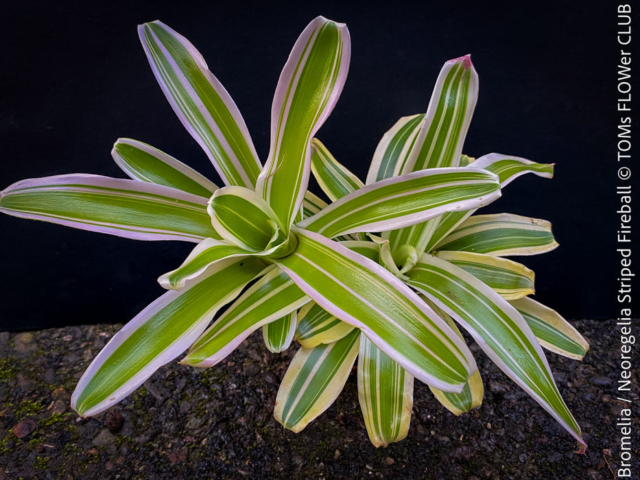 Neoregelia Striped Fireball plant with green and white striped leaves for sale at TOMs FLOWer CLUB.