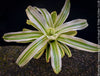 Neoregelia Striped Fireball plant with green and white stripes for sale at TOMs FLOWer CLUB.