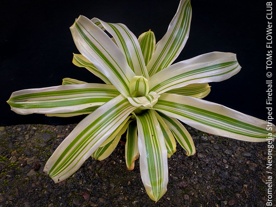 Neoregelia Striped Fireball plant with green and white stripes for sale at TOMs FLOWer CLUB.