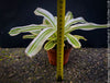 Neoregelia Striped Fireball plant with a measuring tape for scale for sale at TOMs FLOWer CLUB.