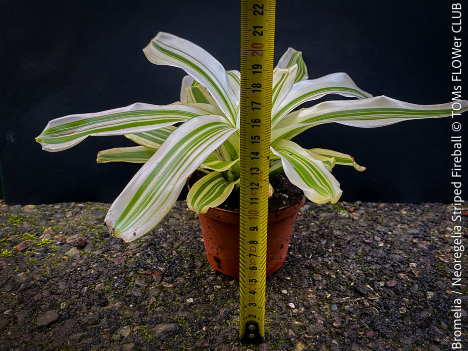 Neoregelia Striped Fireball plant with a measuring tape for scale for sale at TOMs FLOWer CLUB.
