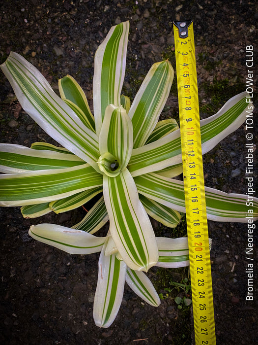 Neoregelia Striped Fireball bromeliad for sale at TOMs FLOWer CLUB.