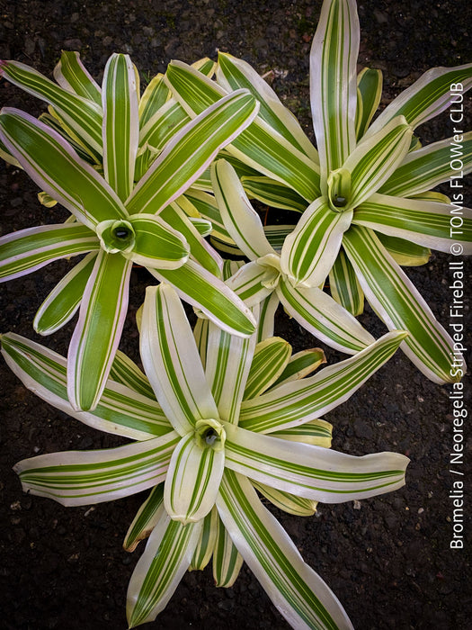 Bromelias for sale at TOMs FLOWer CLUB.