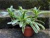 Neoregelia Striped Fireball bromeliad for sale at TOMs FLOWer CLUB.