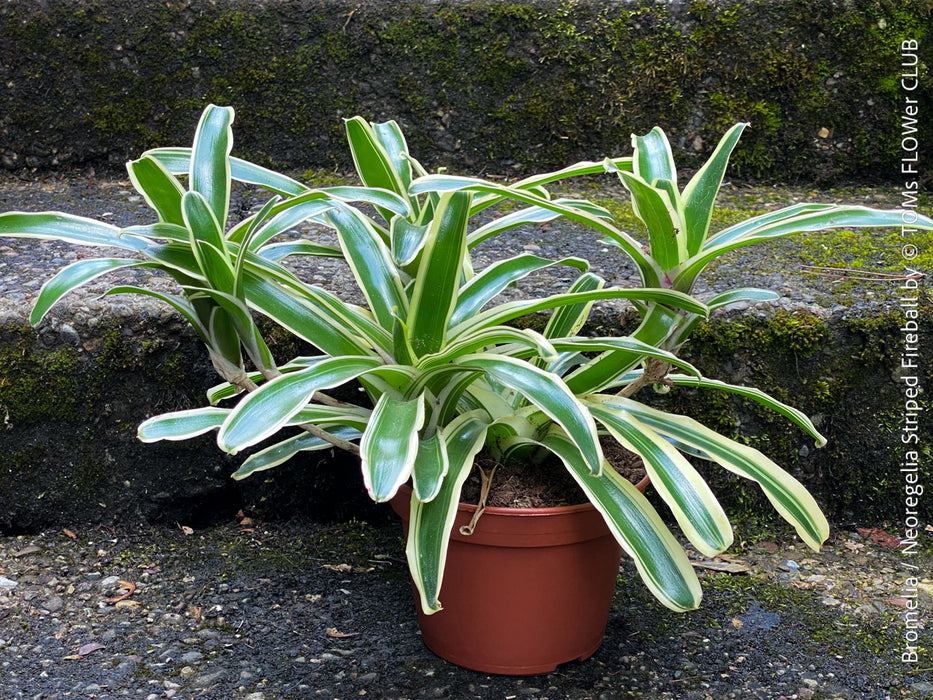 Neoregelia Striped Fireball bromeliad for sale at TOMs FLOWer CLUB.