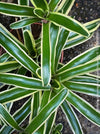 Neoregelia Striped Fireball bromeliad for sale at TOMs FLOWer CLUB.