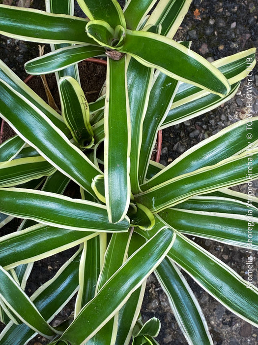 Neoregelia Striped Fireball bromeliad for sale at TOMs FLOWer CLUB.
