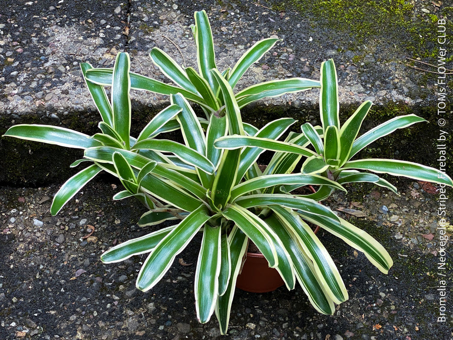 Neoregelia Striped Fireball bromeliad for sale at TOMs FLOWer CLUB.