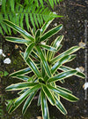 Neoregelia Striped Fireball bromeliad for sale at TOMs FLOWer CLUB.