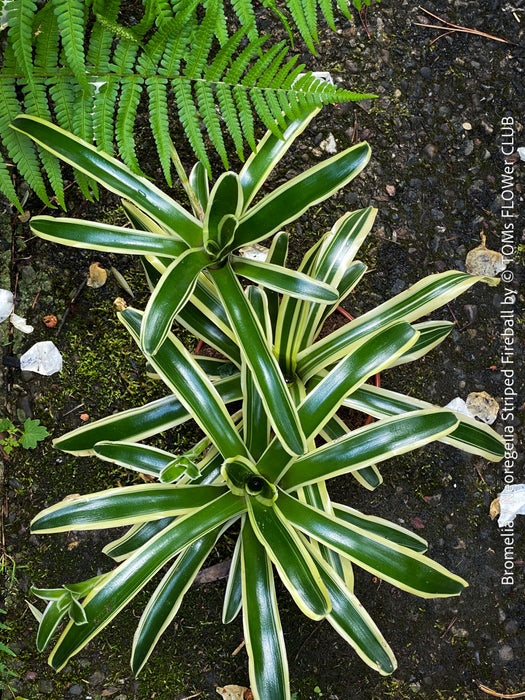 Neoregelia Striped Fireball bromeliad for sale at TOMs FLOWer CLUB.