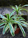 Neoregelia Striped Fireball bromeliad for sale at TOMs FLOWer CLUB.