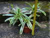 Neoregelia Striped Fireball bromeliad for sale at TOMs FLOWer CLUB.