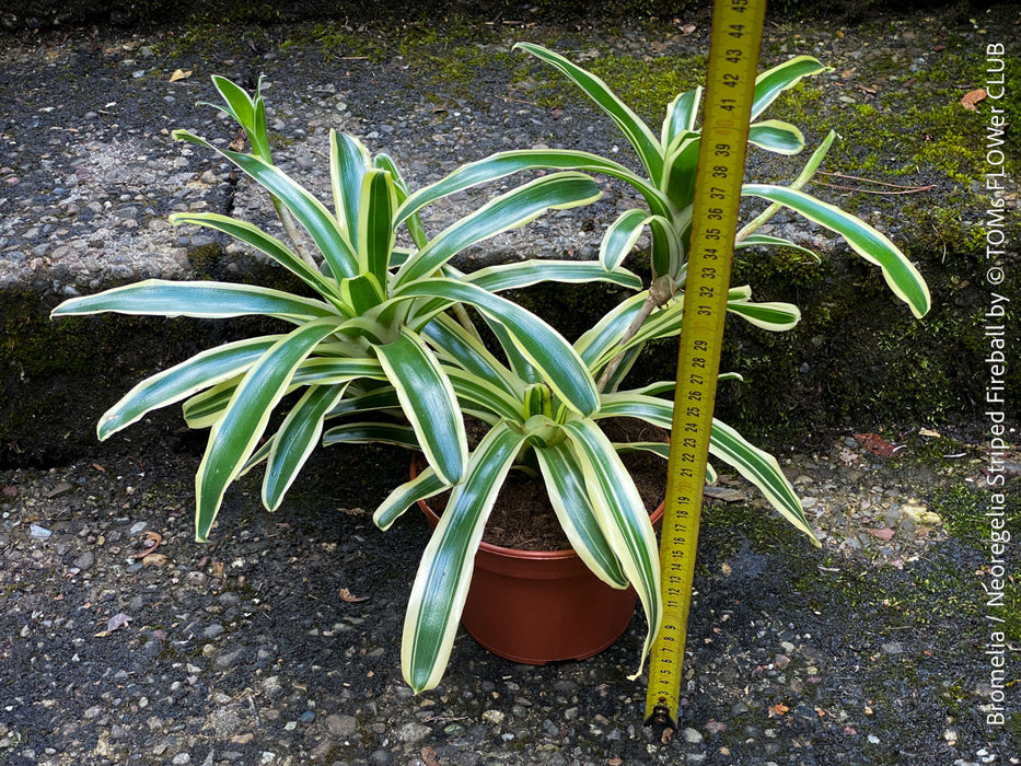 Neoregelia Striped Fireball bromeliad for sale at TOMs FLOWer CLUB.