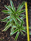 Neoregelia Striped Fireball bromeliad for sale at TOMs FLOWer CLUB.