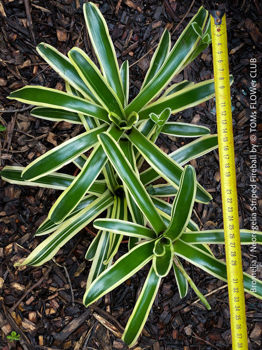 Neoregelia Striped Fireball bromeliad for sale at TOMs FLOWer CLUB.