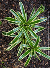 Neoregelia Striped Fireball bromeliad for sale at TOMs FLOWer CLUB.
