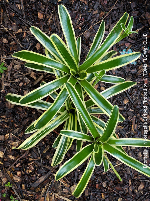 Neoregelia Striped Fireball bromeliad for sale at TOMs FLOWer CLUB.