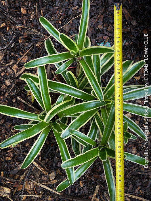 Neoregelia Striped Fireball bromeliad for sale at TOMs FLOWer CLUB.