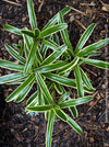 Neoregelia Striped Fireball bromeliad for sale at TOMs FLOWer CLUB.