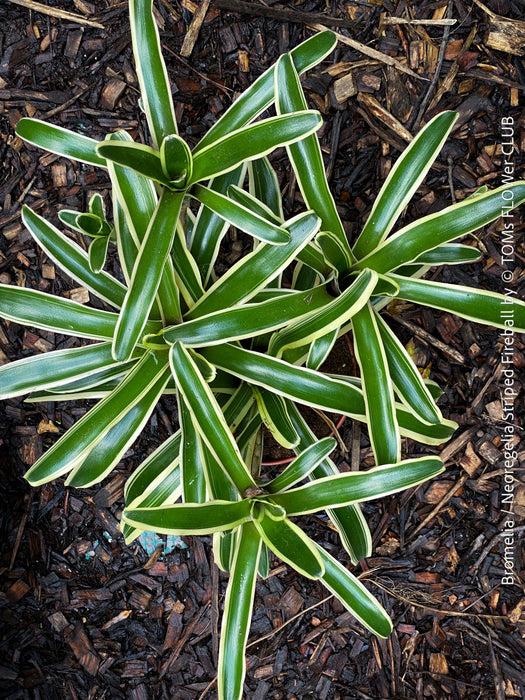 Neoregelia Striped Fireball bromeliad for sale at TOMs FLOWer CLUB.
