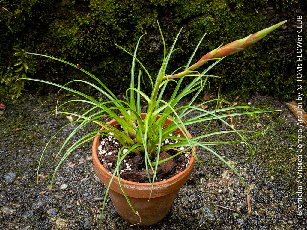 Bromelia - Vriesea Correia-Araujoi | organically grown tropical