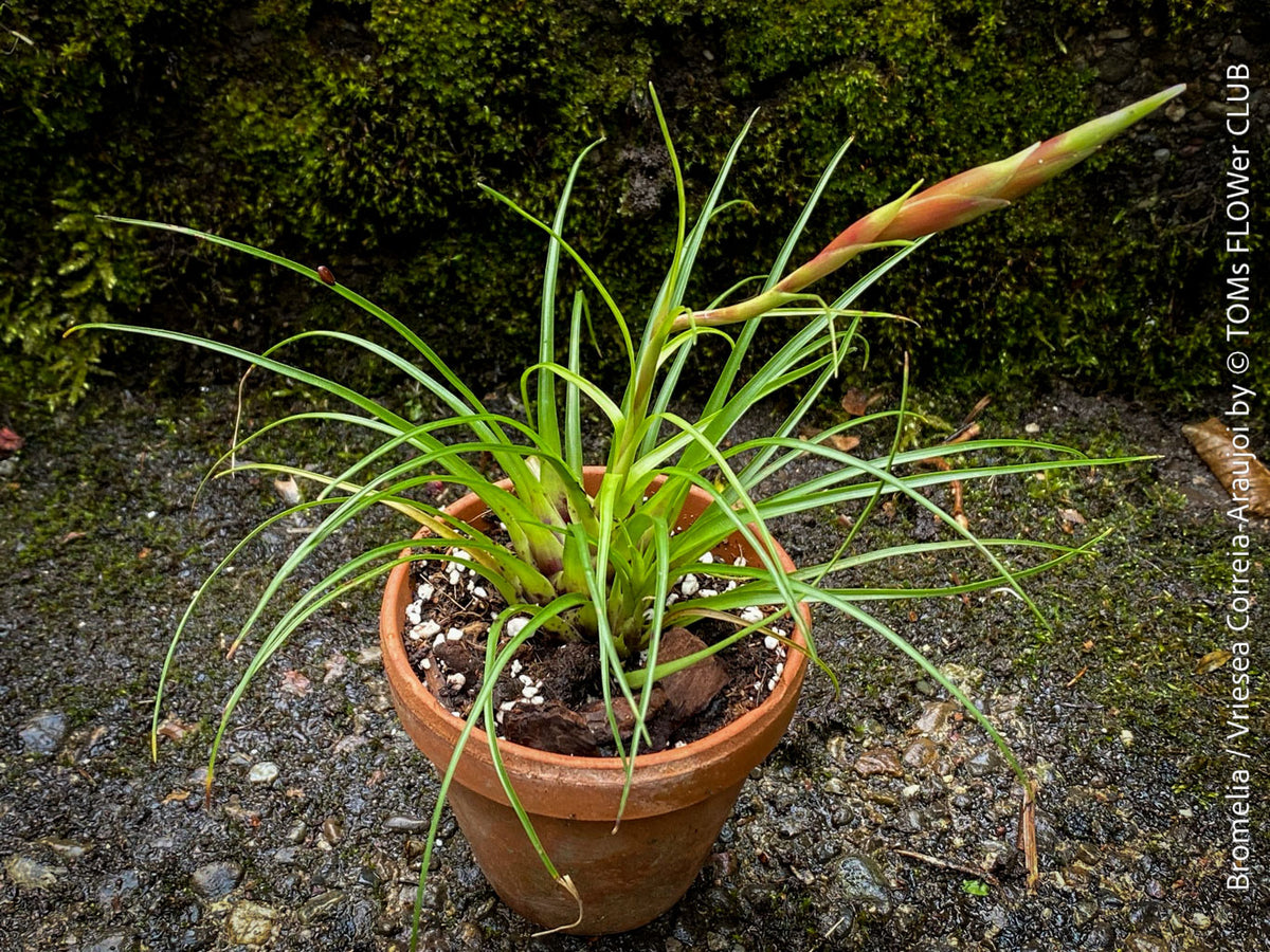 Bromelia - Vriesea Correia-Araujoi | organically grown tropical plants for  sale