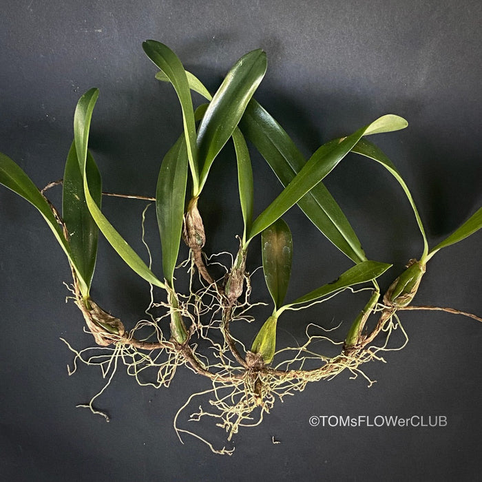 Bulbophyllum falcatum, organically grown tropical plants and orchids for sale at TOMs FLOWer CLUB.