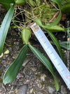 Bulbophyllum falcatum, organically grown tropical plants and orchids for sale at TOMs FLOWer CLUB.