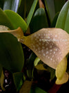 Bulbophyllum Grandiflorum, yellow flowering orchid, organically grown tropical plants for sale at TOMs FLOWer CLUB