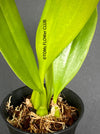 Bulbophyllum Grandiflorum, yellow flowering orchid, organically grown tropical plants for sale at TOMs FLOWer CLUB