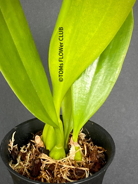 Bulbophyllum Grandiflorum, yellow flowering orchid, organically grown tropical plants for sale at TOMs FLOWer CLUB