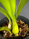 Bulbophyllum Grandiflorum, yellow flowering orchid, organically grown tropical plants for sale at TOMs FLOWer CLUB