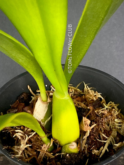 Bulbophyllum Grandiflorum, yellow flowering orchid, organically grown tropical plants for sale at TOMs FLOWer CLUB