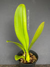 Bulbophyllum Grandiflorum, yellow flowering orchid, organically grown tropical plants for sale at TOMs FLOWer CLUB