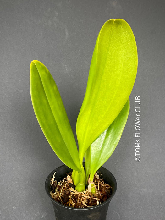 Bulbophyllum Grandiflorum, yellow flowering orchid, organically grown tropical plants for sale at TOMs FLOWer CLUB