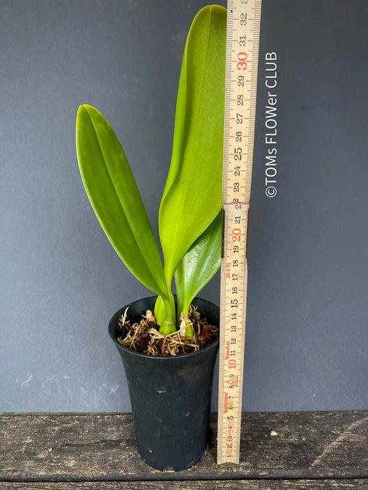 Bulbophyllum Grandiflorum, yellow flowering orchid, organically grown tropical plants for sale at TOMs FLOWer CLUB