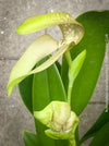 Bulbophyllum Grandiflorum, yellow flowering orchid, organically grown tropical plants for sale at TOMs FLOWer CLUB