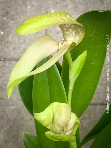 Bulbophyllum Grandiflorum, yellow flowering orchid, organically grown tropical plants for sale at TOMs FLOWer CLUB