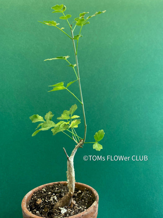 Bursera fagaroides / Scented Bursera, organically grown tropical plants for sale at TOMs FLOWer CLUB.